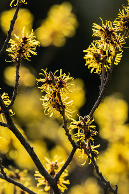 Japangarten, Karlsruhe, Feb. 2019