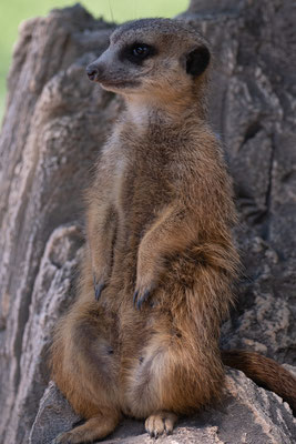 Erdmännchen, Zoo Karlsruhe Juli 2019