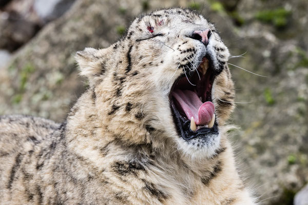 Schneeleopard, Zoo Karlsruhe, März 2020