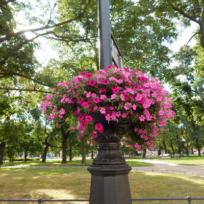 Blumenschmuck vor dem Russischen Museum