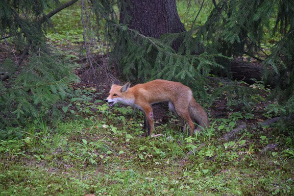 Fuchs gesehen im Peterhofer Park