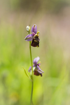 Hummel-Ragwurz (Ophrys holoserica)