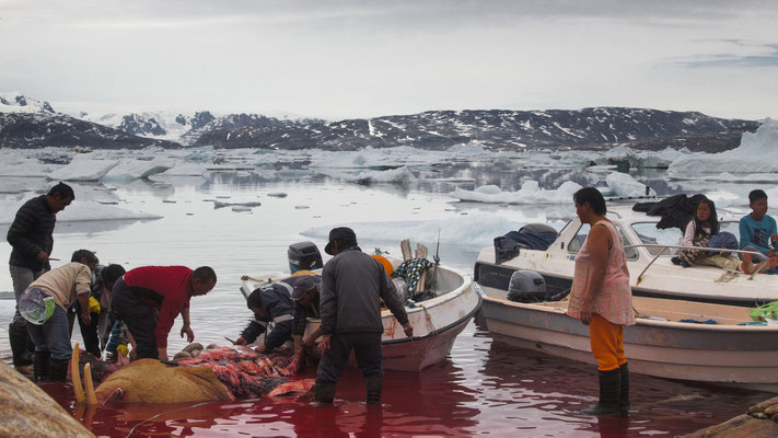In Tiniteqilaaq Ostgrönland - das ganze Dorf ist auf den Beinen, denn die Jäger haben ein Walross erlegt!