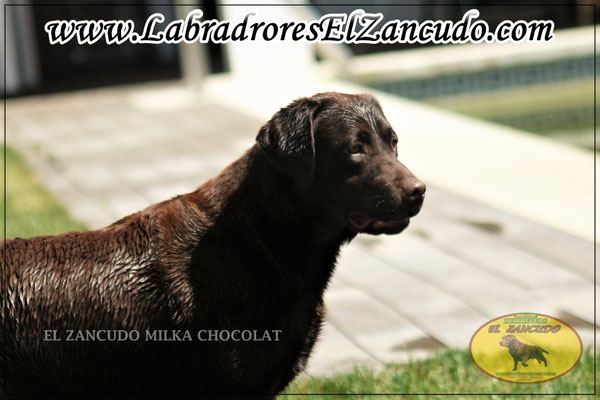 MILKA 13 MESES