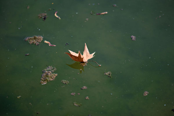 Fotowalk im Schlosspark Laxenburg