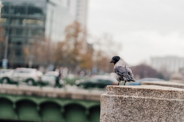 Streetphotography in Wien