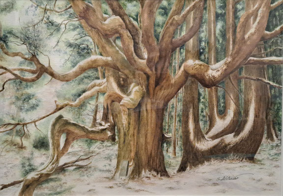 A24　小品会員　塩谷 幸子　水彩　36ｘ51　高森殿の雄杉と雌杉