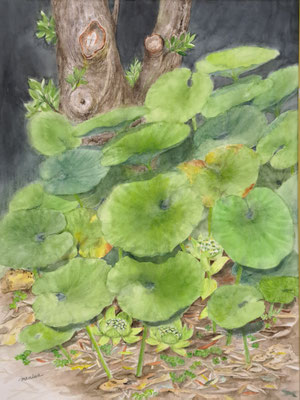 C63　馬庭 悦子　ふきの葉　水彩　P12