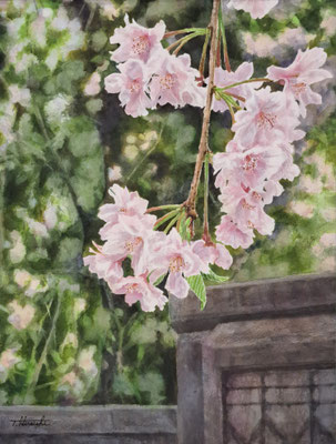 C59　平石 達也　しだれ桜　水彩　F6