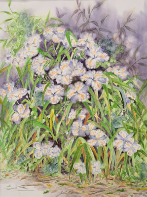 C61　馬庭 悦子　シャガの花　水彩　P12