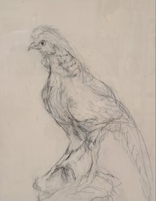 C43　関澤 豊子　デッサン　鉛筆画　F6