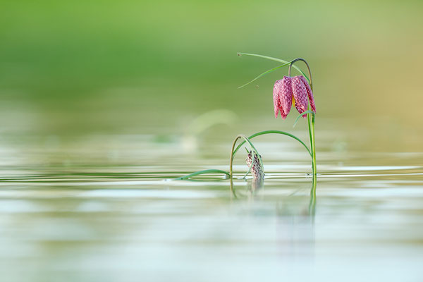 © Stephane Moreau Photographe