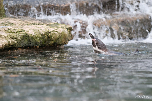 Stephane Moreau Photographe - Bioparc Doue la fontaine - Anjou - Maine et Loire