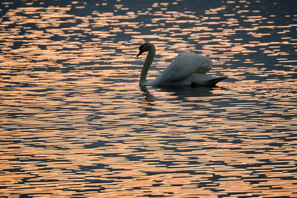 Réserve Saint Denis du Payré-Vendée- ©Stéphane Moreau