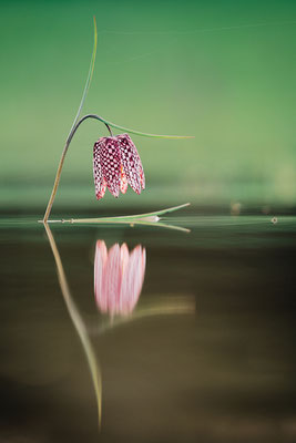 © Stephane Moreau Photographe