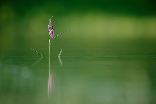 © Stephane Moreau Photographe