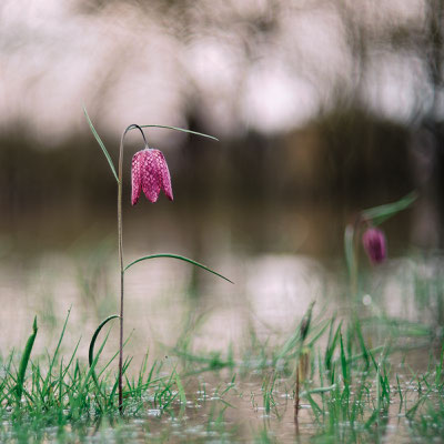 © Stephane Moreau Photographe