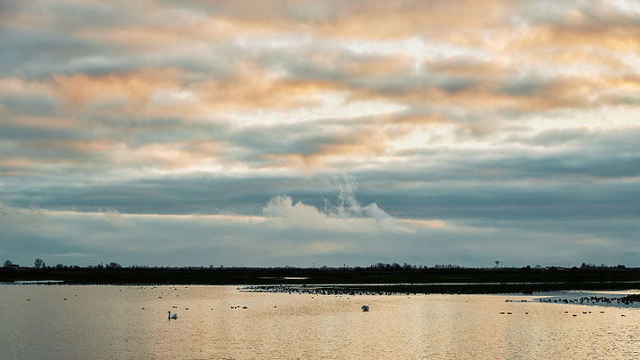 Réserve Saint Denis du Payré-Vendée- ©Stéphane Moreau