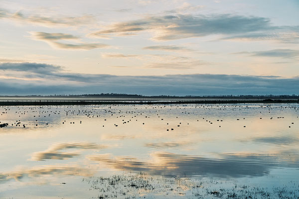 Réserve Saint Denis du Payré-Vendée- ©Stéphane Moreau