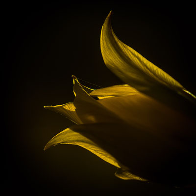 Tulipe sauvage en Anjou - Stephane Moreau - Photographe à Chalonnes sur loire - Maine et Loire