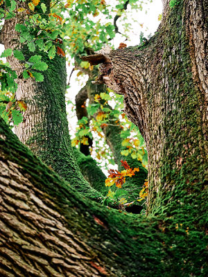 Stephane Moreau Photographe - Le Parc du Martreil - Anjou