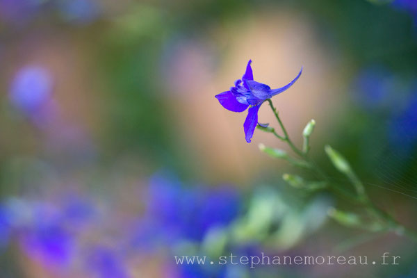 Stéphane Moreau - Sony Nex 7 - Canon FD 28mm, 50mm, 135mm et 80/200mm