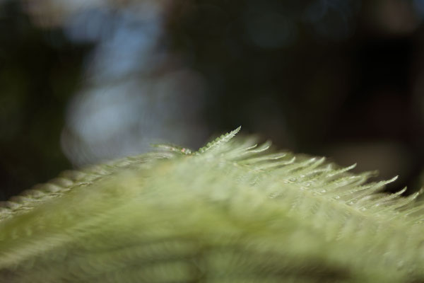 Stéphane Moreau Photographe Chalonnes sur Loire - Terra Botanica - Fujifilm - Revuenon