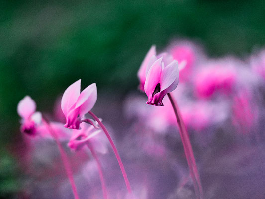 Stephane Moreau Photographe - Le Parc du Martreil - Anjou