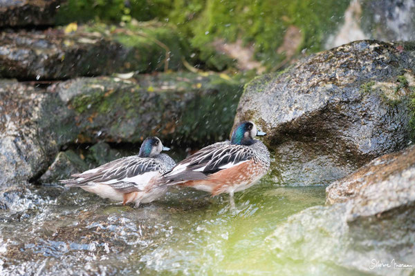 Stephane Moreau Photographe - Bioparc Doue la fontaine - Anjou - Maine et Loire