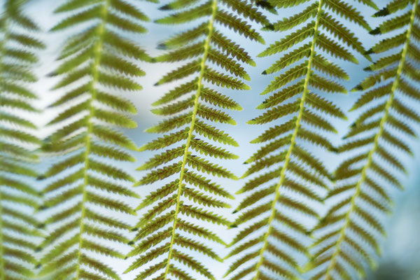 Stéphane Moreau Photographe Chalonnes sur Loire - Terra Botanica - Fujifilm - Revuenon