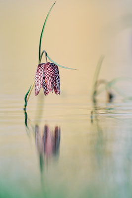 © Stephane Moreau Photographe