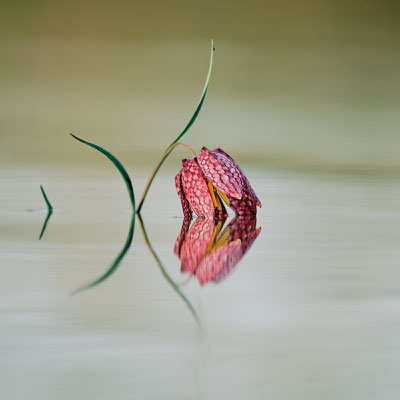 © Stephane Moreau Photographe