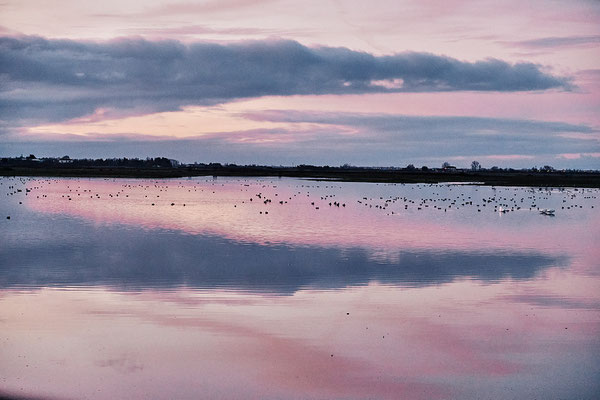 Réserve Saint Denis du Payré-Vendée- ©Stéphane Moreau