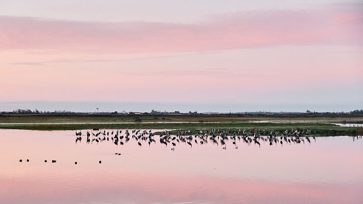 Réserve Saint Denis du Payré-Vendée- ©Stéphane Moreau