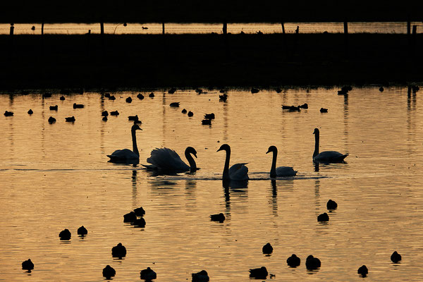 Réserve Saint Denis du Payré-Vendée- ©Stéphane Moreau