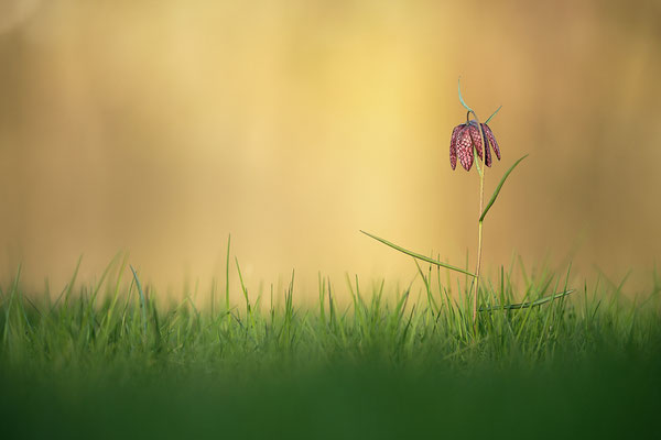 © Stephane Moreau Photographe