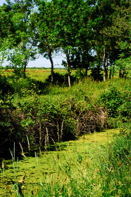 le Marais de Voutron - Stephane Moreau Photographe