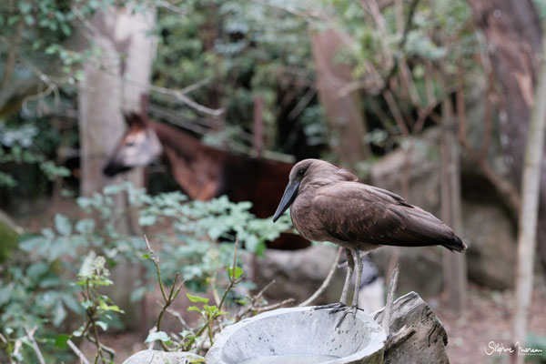 Stephane Moreau Photographe - Bioparc Doue la fontaine - Anjou - Maine et Loire