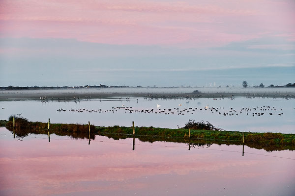 Réserve Saint Denis du Payré-Vendée- ©Stéphane Moreau