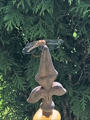 Libellen sind willkommen im Garten von Haus Lorwin