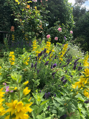 Blühende Natur im Garten von Haus Lorwin
