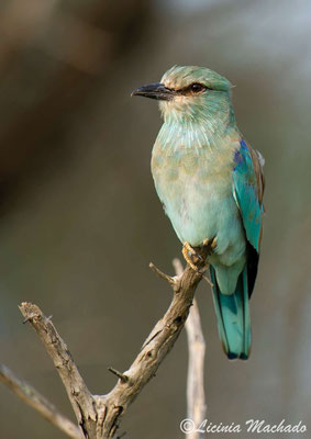 european roller (Coracias garrulus)