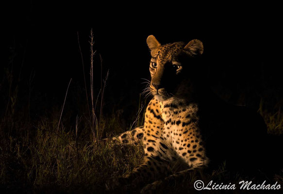 leopard #28