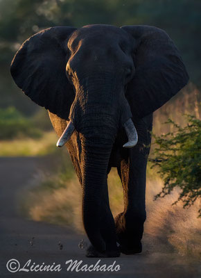elephant #24