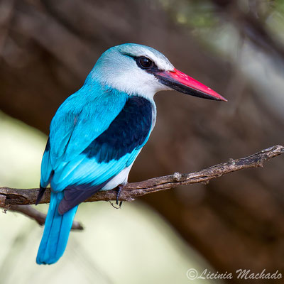 woodland kingfisher (Halcyon senegalensis) #4