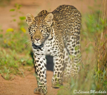 leopard #24