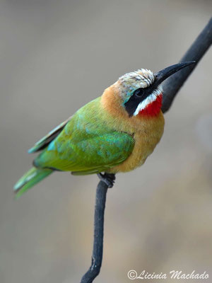 white-fronted bee-eater (Merops bullockoides) #1