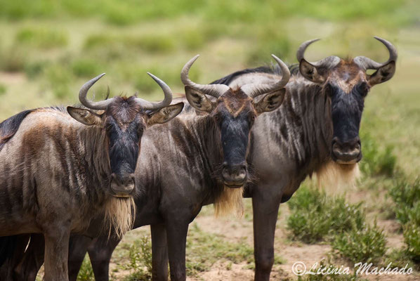 Blue wildebeest #4