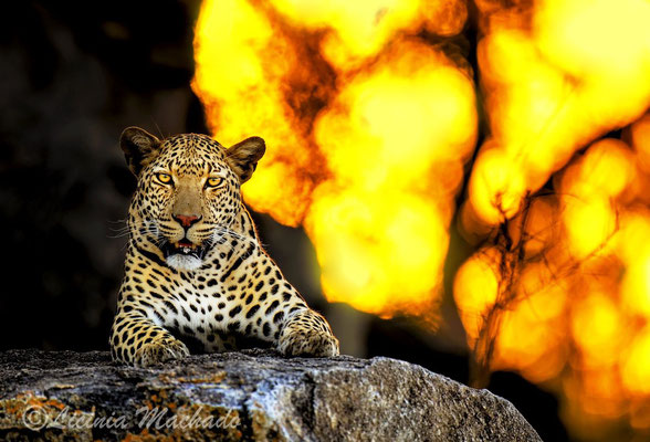 leopard #1