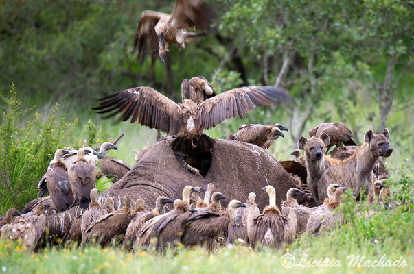  white-backed vulture (Gyps africanus)